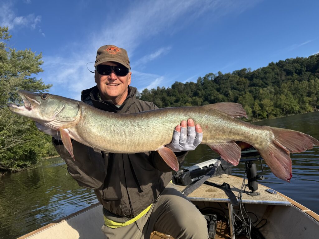 guided client holding large PA musky that he caught with scott grassi and keystone anglers guide service on a recent fly fishing trip to western PA lake