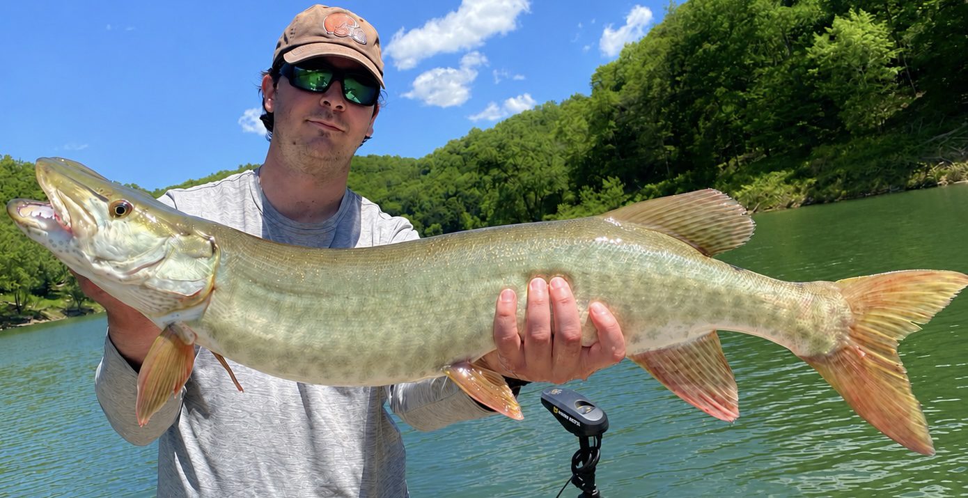 guided client holding a large PA musky he caught on a recent guided fly fishing trip on western PA waterway