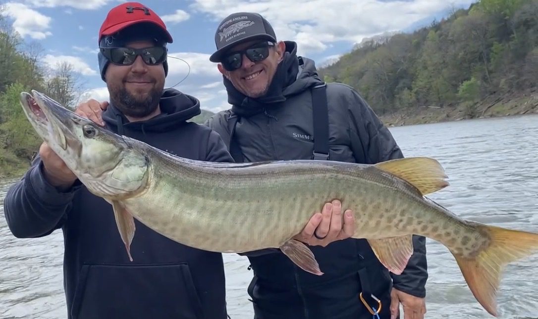 Guided boat trip catching a giant trophy Musky on the fly on Western Pennsylvania river.